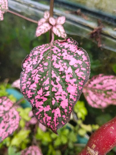 A vibrant image showcases a polka dot plant (Hypoestes phyllostachya). The main leaf is heart-shaped, exhibiting a striking contrast of pink spots against a deep green background, edged by a dark outline. Nearby, smaller leaves share the same speckled pattern. The stem is red, and small, pinkish flowers bloom in the background. The overall scene is lively and colorful, highlighting the unique foliage of the plant.