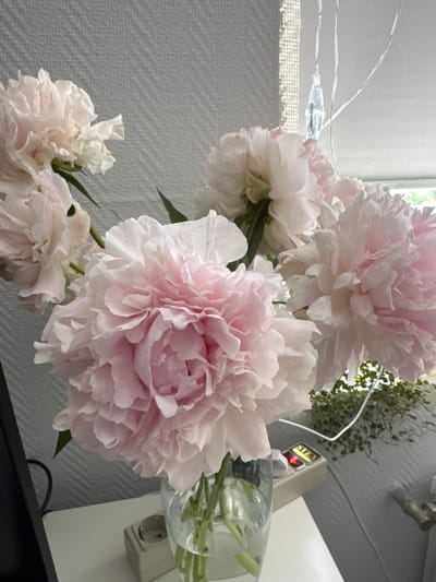 This media file features a close-up, slightly low-angle view of a bouquet of pink and white peonies. The flowers are lush and full, with soft, delicate petals. Some of the peonies are fully bloomed, while others are still partially closed. They are arranged in a way that suggests they are in a vase, though the vase itself is only partially visible on the right side of the frame, appearing to be made of glass and containing water and some green stems.
In the background, to the left, a window allows natural light to enter, casting a soft glow on the scene and the white fabric behind the flowers, which has a subtle textured pattern. Wires from what appears to be decorative string lights are visible near the window. On the right side of the image, behind the flowers and vase, a beige electrical outlet with a red indicator light is mounted on a wall. Above the outlet, a plant with green, trailing leaves is visible. A small yellow sign with the word "SVEN" is attached to the electrical outlet. The overall impression is one of domestic tranquility, with the soft colors and natural light creating a gentle and serene atmosphere. No people are visible, and the activity taking place is simply the display of the flowers. The time of day appears to be daytime due to the natural light. The location context provided (Bogolubovo, Russia) is noted.