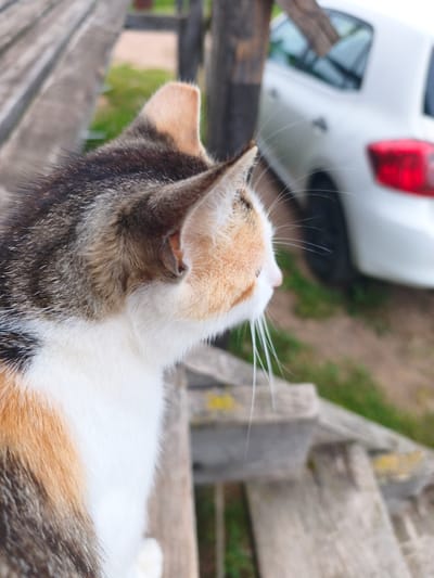 A calico cat is perched on a weathered wooden bench, its gaze fixed intently to the right. The cat's fur displays a mix of white, orange, and black patches, with delicate white whiskers fanning out from its muzzle. In the blurred background, a white car is visible with its red taillight illuminated, positioned in what appears to be an outdoor setting with patches of green grass and brown earth. The scene is captured in the city of Kyviškės, Lithuania.