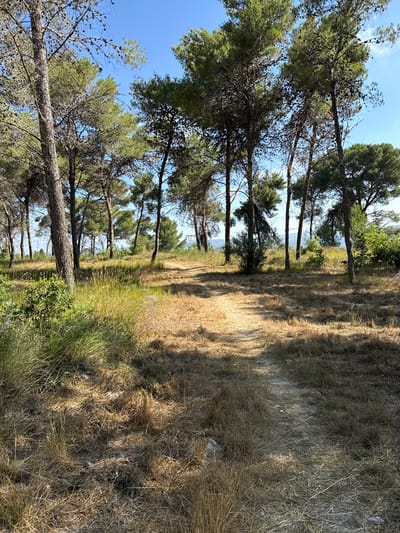 A dirt path winds through a sun-dappled pine forest in Kfar Vradim, Israel. The path is flanked by dry, golden grass and scattered rocks, with tall, slender pine trees casting long shadows. The ground is covered with a layer of pine needles and dry foliage, indicating a warm, dry climate. The sky above is a clear, vibrant blue. The forest appears natural and undisturbed, suggesting a tranquil, remote location within the city's limits. The scene is peaceful and still, with no people or animals visible.
