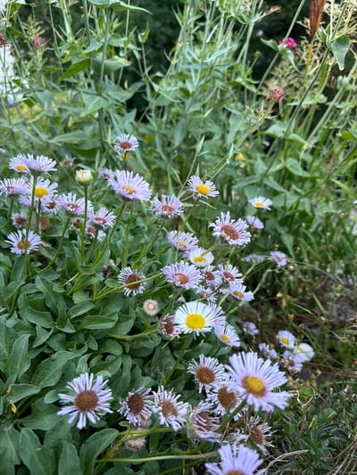 The image shows a close-up, eye-level view of a patch of wild daisies with pale purple petals and yellow centers, growing in an overgrown green area. The flowers are clustered together, with some in focus and others blurred in the background. The leaves of the plants are broad and green, with a slightly fuzzy texture. There are hints of other plants and flowers in the background, including some pink and red blooms. The scene appears to be a natural, uncultivated area. The location is the Luitpoldhain park in Creußen, Germany.