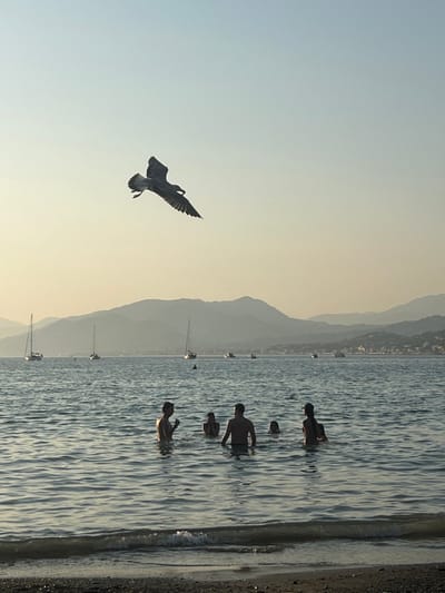 This image depicts a coastal scene in Sestri Levante, Italy. In the foreground, a narrow strip of pebbled beach is visible, transitioning into the sea. Five individuals are present in the water, standing with water reaching approximately to their chests or shoulders, suggesting shallow depth. They are observed from behind or in profile, appearing as silhouettes against the brighter water. One person on the far left appears to be holding an object or gesturing with their hand.
Above the water, a large dark-colored seagull is captured mid-flight, prominently positioned in the upper center of the frame, wings extended and legs tucked. Its head is turned slightly downward.
The middle ground features the calm sea, dotted with multiple sailboats and smaller motorboats anchored or drifting in the distance. The background is dominated by layers of receding mountains or hills, exhibiting a hazy, blue-grey atmospheric perspective that indicates significant distance. The sky above is clear, displaying a gradient from a light, warm yellow-orange near the horizon to a pale blue overhead, consistent with late afternoon or early evening light.