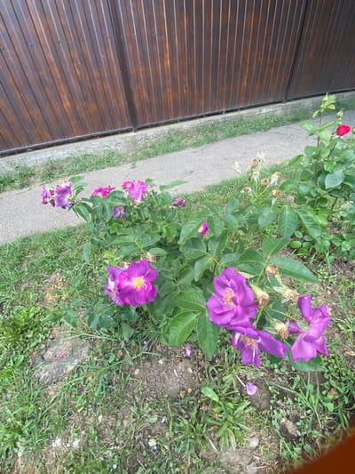 A low-angle, outdoor medium shot captures a cluster of purple roses in bloom, set against a backdrop of a dark brown wooden fence and a concrete pathway. The roses are the primary focus, with several flowers in various stages of bloom, displaying vibrant purple petals and yellow centers. The leaves of the rose bush are a healthy green, interspersed with some dried rose heads and seed pods. In the background, a segment of a dark brown wooden fence with vertical planks is visible. To the left of the roses, a grey concrete pathway runs horizontally across the frame, bordered by green grass. To the right of the rose bush, a single red rosebud and some green foliage are present. The ground beneath the roses is a mixture of dark soil and sparse green grass. The scene appears to be in Akhtyrskiy, Russia, suggesting a residential or garden setting.