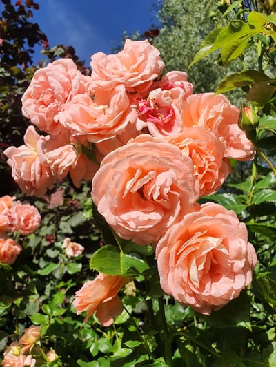 A cluster of fully bloomed, peachy-pink roses dominates the foreground of this outdoor photograph. The roses are arranged in a dense bouquet, with individual petals layered and unfurled, some showing slight wilting or browning at the edges. A single rose bud, tightly closed and green, is visible on the right side of the frame. Lush green leaves and stems surround the flowers, some of which are in shadow. In the background, out-of-focus foliage in shades of green and dark red suggests a garden setting. The sky above is a vibrant, clear blue. The image does not contain any people or identifiable landmarks specific to Falkensee, Germany, or any other location.