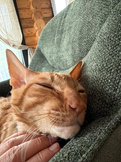 A close-up shot captures an orange tabby cat resting comfortably in a textured green blanket. The cat's eyes are mostly closed, suggesting it is relaxed or asleep. A human hand, with neatly trimmed nails, gently supports the cat's head. In the background, a wooden wall constructed from round logs is visible, indicating an indoor setting that appears rustic, possibly a cabin or a traditional house. A portion of a sheer white curtain hangs near a window on the left side of the frame, suggesting natural light is entering the space. The scene is devoid of any urban elements or specific landmarks that would indicate a location within the city of Simonikha, Russia. The focus is entirely on the intimate interaction between the human and the cat within a cozy domestic environment.
