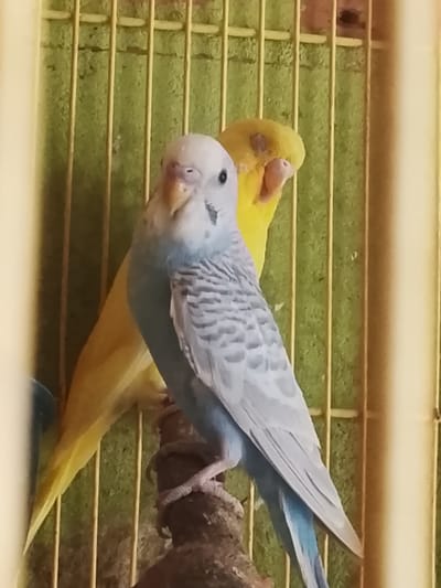Two budgerigars are in a cage. One budgerigar, predominantly light blue and white with grey markings on its wings, is perched in the foreground, facing forward. Behind it, a yellow budgerigar is partially visible, facing to the right and looking slightly downwards. The cage has yellow bars and a green textured background. The image appears to be taken indoors. There is no information in the image to suggest its location in Kuta Trieng, Indonesia.