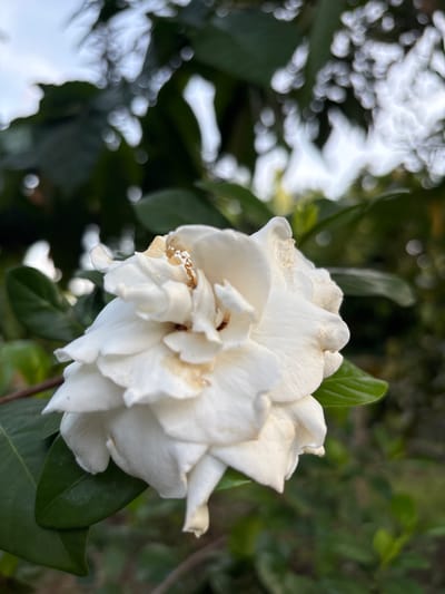 A close-up image of a white flower with multiple petals, possibly a gardenia. The flower is slightly damaged, with some browning edges. Green leaves are visible surrounding the flower. The background is blurred, suggesting a natural outdoor setting. The location, Cutneuheun, Indonesia, is provided but not visually verifiable.