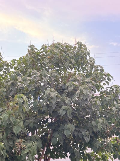 This media file features a close-up, low-angle view of a dense tree canopy, predominantly filled with large, green leaves. The leaves are somewhat muted in color, suggesting a time of day when the sun is not at its brightest. The sky above is a soft, hazy blue with wispy clouds, transitioning to a pale yellow or pinkish hue, indicating either dawn or dusk. Power lines are visible running horizontally across the upper portion of the frame, silhouetted against the sky. The branches of the tree are dark and woody, providing a stark contrast to the lush foliage. Small clusters of dried flowers or seed pods can be seen amongst the leaves, hinting at a late-blooming or post-blooming season. The overall impression is of a natural scene, likely outdoors, with a tranquil and somewhat overcast atmosphere. There are no people or explicit objects other than the tree and sky. The provided location context of Danghara, Uzbekistan, suggests this is likely a common tree found in that region, possibly urban or rural. The image does not contain any visible text.
