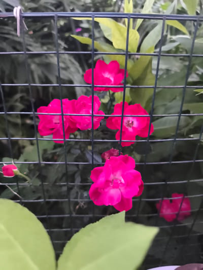 In the city of Ocnița, Moldova, a close-up shot captures vibrant pink roses blooming behind a dark metal fence. The fence's mesh grid overlays the flowers, creating a layered effect. Several roses are in full bloom, their petals a rich fuchsia, with some showing intricate details of their centers. One rosebud, smaller and a deeper shade of pink, is visible to the left. The background consists of blurred green foliage, suggesting a garden setting. In the foreground, two large, out-of-focus light green leaves dominate the bottom of the frame, adding depth and framing the central subject.
