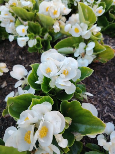 The image displays a close-up, high-angle shot of a cluster of white begonia flowers with vibrant yellow centers, nestled among lush green leaves. The flowers are delicate and translucent, with some petals showing subtle signs of wilting. The background consists of dark brown mulch, suggesting the plants are in a garden or landscaped area. The lighting appears to be natural, possibly indicating daytime, with soft shadows. There are no people, text, or specific location cues visible in the image, other than the general context provided for the location. The overall impression is one of natural beauty and the fleeting nature of blossoms.