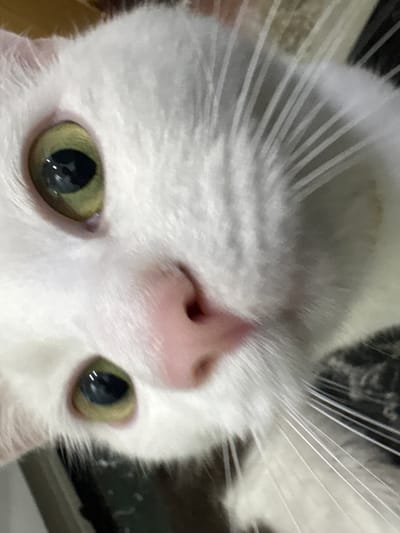 The image is a close-up, eye-level shot of a white cat's face. The cat's eyes are a prominent feature, with one eye appearing a bit larger and more in focus than the other. The cat's fur is white, and its nose is pink. Whiskers are visible, fanning out from its snout. The background is blurred and appears to be a mix of neutral and dark tones, suggesting an indoor setting. There are no visible people or any indications of the cat being in the city of Vysokoye, Russia.