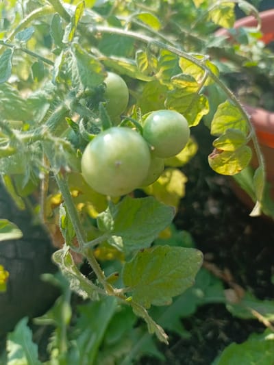 The image shows a close-up view of unripe green tomatoes on a vine, with lush green foliage and sunlight filtering through. The tomatoes are small and round, with a smooth, slightly waxy surface. Some leaves appear slightly wilted or damaged. The background is blurred, suggesting a natural setting or garden. There are no people visible in the image. The specific location within Zalesovo, Russia, cannot be determined from the image alone.