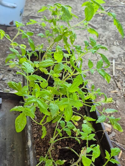 The image shows several young tomato plants growing in a rectangular planter filled with dark soil. The plants are green and leafy, with some leaves showing slight damage or discoloration. The planter appears to be made of dark plastic and is placed on a rough, greyish surface that resembles dirt or gravel. In the upper left corner, a portion of a white, dented bucket or container is visible. The background is out of focus, showing more of the dirt and some dry, twig-like debris. The scene is outdoors, with natural lighting. The location is identified as Sadina, Bulgaria.