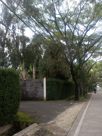 The image shows a street scene in Xayabury District, Laos. A grey, possibly asphalt road runs along the right side of the frame, delineated by a white painted line. To the left of the road is a narrow paved area, and beyond that, a collection of greenery including trimmed hedges, trees, and a stone wall with a taller green plant with large leaves visible behind it. Utility wires stretch across the top of the image, cutting through the canopy of trees that line the street. A motorcycle is visible on the road in the distance, heading away from the viewer. The overall environment suggests a residential or suburban area. The weather appears to be overcast or slightly cloudy.