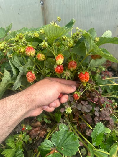 In a greenhouse setting, a person's hand is reaching towards a strawberry plant laden with ripe and unripe strawberries. The strawberries vary in color from green to red, with some showing signs of ripeness and others still developing. The plant is lush with green leaves and is growing in dark soil. In the background, a corrugated translucent wall, likely of the greenhouse, is visible. The overall scene captures a moment of harvesting fresh produce. This image does not provide any information about its location in the city of Karachino, Russia.