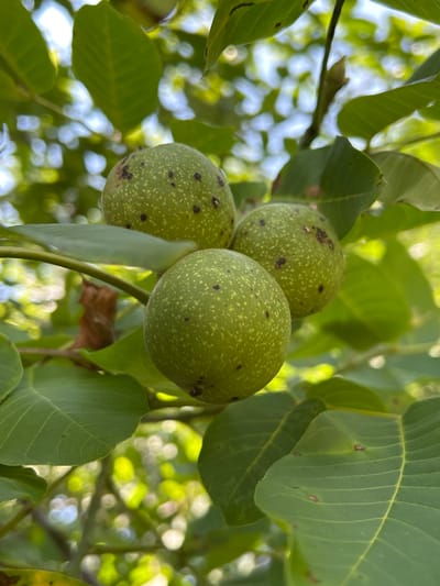 In the city of Dinskaya, Russia, a close-up, eye-level shot captures a cluster of three immature green walnuts hanging from a tree branch amidst lush foliage. The walnuts, characterized by their smooth, slightly mottled green exteriors, are positioned in the foreground, with one centered and two slightly behind and to its sides. The surrounding leaves are a vibrant green, some showing signs of minor discoloration or blemishes, and are interspersed with soft, out-of-focus bokeh of sunlight filtering through the branches, creating a dappled effect against a pale sky.