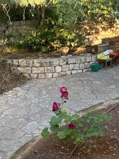 The image displays an outdoor garden area located in Kfar Vradim, Israel. In the foreground, dark brown soil with scattered dry leaves and a black drip irrigation line are visible. A plant with multiple large green leaves and several deep pink-purple flowers stands centrally. Adjacent to the soil on the left is a light grey flagstone patio, composed of irregularly shaped stones with visible mortar. This patio abuts a curved retaining wall constructed from light-colored, rough-hewn stone blocks. Attached to the top of this lower wall, on the left, is a grey metal pipe system with a red valve and a blue component. On the patio, to the right of the flowering plant, a green plastic watering can rests on the flagstones. Further right, a small dark wooden stool supports a yellow shoebox, on top of which a coiled, multi-colored object (white, pink, blue, yellow) is placed. A portion of a wooden chair with red cushions is visible at the far right edge of the frame. In the background, behind the lower retaining wall, another stone wall supports a higher terrace. This upper terrace is densely vegetated with various green bushes and trees. Sunlight illuminates the scene, casting prominent shadows from the foliage and structures onto the stone walls and ground. A light-colored ceramic pot is partially visible on the upper terrace, to the left of the dense foliage. No people are present in the image.