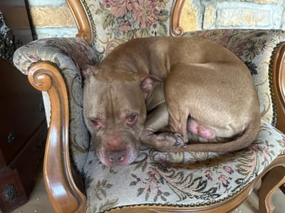 A tan-colored, adult pitbull dog rests curled up on a floral-patterned chair with wooden arms. The dog's head is lying flat on the chair, and its body is curled into a ball. Behind the chair is a brick wall and a floral tapestry. The location, Pliska, Bulgaria, is not discernable from the image.