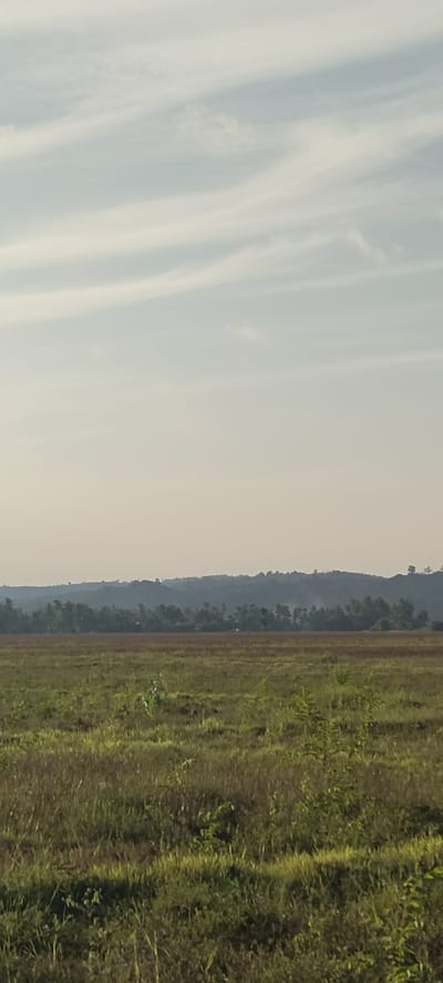 The image depicts a wide, grassy field with a line of trees and rolling hills in the background. The sky above is light and hazy with wispy clouds. The foreground is dominated by dense, green and brown grasses, some appearing dry and others lush. In the middle ground, a uniform band of darker green vegetation, likely trees, stretches horizontally across the frame, with a slightly blurred, hilly landscape behind it. The overall impression is one of a rural or natural landscape under a pale sky. This scene is located in Cotbada, Indonesia.