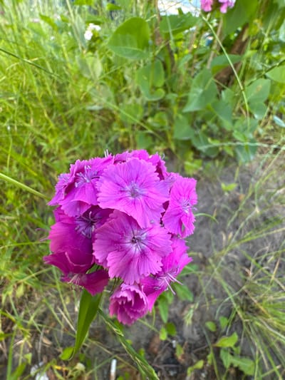 A cluster of bright pink flowers is in focus in the foreground, set against a blurred background of green grass and foliage. The flowers are small and delicate with ruffled petals and prominent stamens. They appear to be growing in a natural outdoor setting, likely a garden or park, given the presence of grass and other plants. The lighting suggests it is daytime, possibly late afternoon or early morning due to the soft light. The overall impression is one of natural beauty and tranquility. The specific location in the city of Чэрвень, Belarus, is not discernible from the image itself.