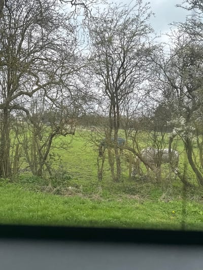 This image depicts an outdoor, rural landscape, notionally located in Denford, United Kingdom, under an overcast sky. The view is framed from a low perspective, potentially from inside a vehicle, indicated by a dark horizontal strip at the bottom of the frame. The immediate foreground displays vibrant green grass with minimal yellow floral elements.
A dense line of unfoliated deciduous trees and shrubs, characterized by bare, gnarled branches, forms a significant visual barrier across the midground. Behind this vegetation, an expansive green pasture is visible. A wire fence runs horizontally through the tree line.
Within the pasture, two light-colored quadrupeds are partially obscured by the trees and fence. On the right, a white or light grey sheep is observed with its head lowered, facing left, actively grazing. Further left and deeper into the field, another light-colored animal, possibly a donkey or pony, is also seen with its head down, largely hidden by the dense tree cover. A blue tarpaulin or covering is situated on the ground or over an object within the tree line in the mid-left portion of the field. The background consists of a uniform light grey, cloud-covered sky, with distant, indistinct tree lines and faint structural elements on the horizon. No human subjects are present in the scene.