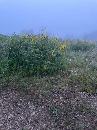 The image depicts a natural scene characterized by a roadside with lush vegetation and a clear, misty sky. The foreground is divided into two distinct textures: on the right, a gravelly, earthy ground with scattered small stones and sparse green weeds; on the left, a dense growth of vibrant green plants, some adorned with small yellow flowers and others with darker, berry-like buds. The plants create a rich, layered texture with varying shades of green foliage.
The background is dominated by a soft, hazy blue sky, suggesting either early morning or late evening, or perhaps foggy conditions. The mist obscures distant details, creating a gentle, ethereal atmosphere. The vegetation extends into the misty background, with hints of more yellow flowers visible through the haze. The overall mood is serene and tranquil, with the natural elements taking center stage. There are no people or man-made objects, except for the implied presence of a roadside implied by the ground texture. The time of day appears to be dawn or dusk due to the soft lighting and misty conditions. No text is visible in the image.