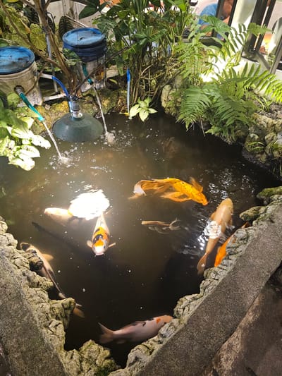 A high-angle, wide shot captures a koi pond situated outdoors, likely in a garden setting. The pond is a dark, murky color, with several koi fish swimming within it. The fish are a variety of colors, including orange, white, and black. The pond is surrounded by a rocky border, with lush green plants growing around it. Two large blue-lidded buckets are visible in the background, with water being pumped into the pond through green hoses. The scene appears to be a naturalistic water feature within a residential or commercial outdoor space, possibly in the city of Parakan, Indonesia.
