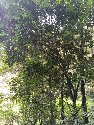 The image displays a dense canopy of tropical or subtropical vegetation within Desa Mburukulu, Indonesia. Multiple trees with varied green foliage and intertwining branches occupy the foreground and midground, extending from the bottom to the top of the frame. Sunlight filters through the upper leaves, creating bright, dappled illumination and highlighting individual leaves and branches. A small, reddish-brown bird is perched horizontally on a thin, central branch in the upper half of the image, facing slightly left. No human subjects, artificial objects, or explicit actions beyond the bird perching are discernible. The background consists of further obscured foliage and lighter areas indicating a deeper natural environment.