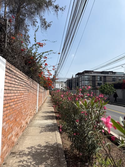 This image depicts a sunny day scene in Santiago de Surco, Peru, characterized by a pathway lined with brick and concrete. The pathway runs alongside a street, with buildings and lush vegetation bordering the opposite side. Overhead, a tangle of power lines crisscrosses the bright blue sky.
The perspective is low and angled, creating a sense of depth as the pathway recedes into the distance. On the right side of the frame, a concrete wall casts dappled shadows from the overhanging foliage, suggesting a warm, mid-morning or afternoon sun. To the left of the pathway, a dense hedge of greenery, interspersed with vibrant pink and orange flowers, cascades down. Behind this floral display, a stark, bare tree with intricate branches stands out against the sky, its dry appearance contrasting with the flowering plants.
Further down the street, a multi-story building with a modern, somewhat industrial facade is visible. A lone figure, silhouetted, walks on the sidewalk adjacent to the street, adding a human element to the scene. The overall impression is one of a vibrant urban environment where nature, through the flowering plants, coexists with man-made structures and infrastructure. The bright sunlight and clear sky convey a pleasant, possibly warm, weather condition. No visible text is present in the image.