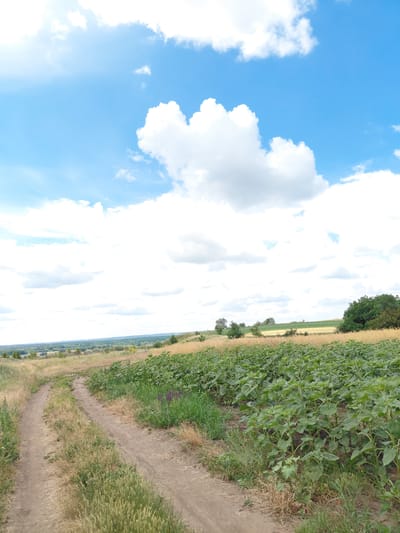 The image depicts a rural landscape in Matiashivka, Ukraine, on a bright, sunny day with scattered white clouds against a vibrant blue sky. The scene is oriented vertically, with the sky occupying the left side of the frame and the land on the right.

The landscape features a dirt path winding through a field of lush green crops, likely sunflowers due to their large leaves. To the left of the crop field, there's a field of dry, golden grass or grain. A line of trees stands further in the distance, bordering the fields. The path appears well-trodden, suggesting it's a frequently used route.

The weather appears fair and warm, typical of a summer day. The bright sunlight casts no harsh shadows, indicating it might be late morning or early afternoon. The overall impression is one of natural beauty and agricultural activity, characteristic of a rural Ukrainian setting. There is no visible text in the image.
