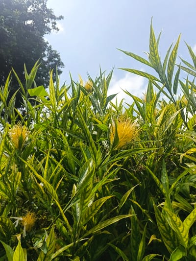 Lush green and yellow variegated foliage dominates the scene under a bright, partly cloudy sky. Spiky leaves point upwards, creating a dense texture. Dotted throughout the vegetation are distinctive, fluffy yellow flowers, adding pops of color. On the upper left, a dark green tree partially obscures the sky, grounding the image. Sunlight filters through the leaves, highlighting the intricate patterns.