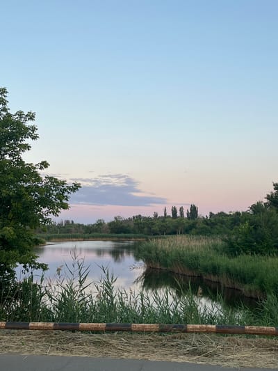 The image depicts a tranquil natural scene overlooking a body of water. The sky is a gradient of pale blue at the top, transitioning to soft pink and lavender hues near the horizon, suggesting either sunrise or sunset. A few wispy clouds are scattered across the upper portion of the sky.
In the foreground, a rusted metal barrier, painted with black and white bands, runs horizontally across the bottom of the frame. Below the barrier, dry grass and fallen reeds lie on the ground, with a paved surface visible at the very bottom.
To the left, a large, leafy green tree partially frames the scene. The main focus is the calm water, reflecting the sky and the surrounding vegetation. The water is bordered by dense reeds and tall grasses, which create a natural edge. Beyond the reeds, a line of trees forms a green backdrop against the horizon. Some of these trees are tall and slender, while others are bushier. The overall impression is one of a peaceful, natural setting, likely a pond or a small lake, situated on the outskirts of a populated area, given the presence of the barrier and the paved ground.