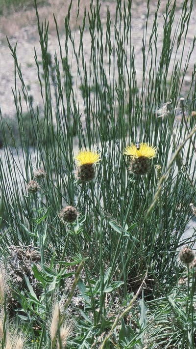 The image shows a close-up of flowering thistle plants with yellow blossoms and thorny buds. The plants are surrounded by tall, thin green grass stalks, creating a dense, natural setting. In the background, a blurry, light-colored area suggests a dry, possibly dusty ground or rocky terrain. One of the yellow thistle flowers has a small dark insect on it. The overall impression is of a wild, arid environment. The location is identified as Susqueda, Spain.