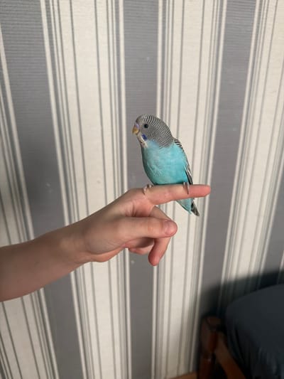 A light blue budgerigar with gray and black markings on its head is perched on a person's index finger. The bird is facing to the left, with its beak slightly open. The person's hand is visible, with their arm extending out of frame to the left. The background consists of a striped wallpaper, with alternating light and dark gray stripes. To the right of the frame, a portion of a dark gray bed and a wooden headboard are visible. The scene appears to be indoors, possibly in a bedroom. There is no indication that this scene is located in Timashevsk, Russia.