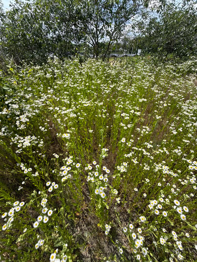 A high-angle, medium shot captures a dense field of white wildflowers with yellow centers, interspersed with green foliage and dry grass. The flowers are in full bloom, with some individual blossoms clearly visible in the foreground and mid-ground. In the background, large, leafy green trees dominate the upper portion of the image, their branches creating a natural canopy. The sky is visible between the leaves, appearing bright and partly cloudy. The scene is outdoors, with the natural environment suggesting a park or a less-developed area. No people, animals, or man-made structures are readily apparent in the immediate vicinity of the field of flowers. The overall impression is one of natural beauty and a peaceful, undisturbed landscape. This location appears to be in Bucha, Ukraine.