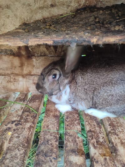 A brown and white rabbit sits on wooden planks in a hutch. The hutch appears to be made of unfinished wood and is dirty, with evidence of rabbit droppings visible on the upper shelf. The rabbit is facing to the left, with its head slightly lowered. The background consists of green foliage, suggesting an outdoor setting. The image was taken in Velykyi Zhytyn, Ukraine.