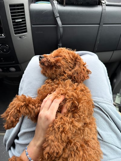 A brown poodle, with its eyes closed and head resting on a person's lap, is being petted by a human hand. The dog is lying on a light blue fabric, possibly a blanket or clothing. The scene appears to be inside a vehicle, with a car's air vent and dashboard visible in the background. The person is wearing a bracelet with blue and white beads. The setting is not specified to be in Stolnik, Bulgaria.