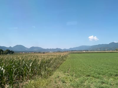This is a landscape photograph taken in the vicinity of Topovlje, Slovenia. The image captures a vast agricultural area under a clear blue sky with a single, small white cloud. In the foreground, a dense field of tall green corn stalks occupies the left side of the frame, appearing to be in its growth phase. Adjacent to the cornfield, on the right, is a neatly cultivated field of a different, shorter green crop, possibly alfalfa or clover, showing distinct rows. Beyond these fields, a line of trees and scattered buildings, including houses with red roofs, are visible, suggesting a rural settlement. Further in the background, rolling hills and mountains form a scenic backdrop, their slopes covered in vegetation. The overall impression is one of a peaceful, rural setting during daytime. There are no people or animals clearly visible in the image. The photograph appears to have been taken from a moving vehicle, as indicated by a slight motion blur, particularly in the foreground vegetation.