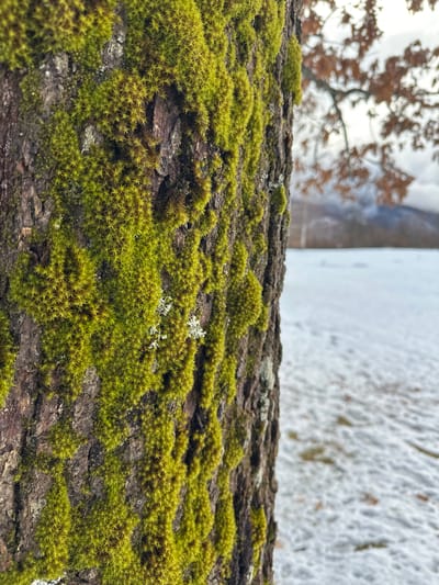 The image depicts a close-up of a tree trunk, situated in Доња Брезна, Montenegro. The left side of the frame is dominated by the tree's dark, furrowed bark, extensively covered with bright, lime-green moss that exhibits a dense, spiky or star-like texture. Patches of lighter, greyish-white lichen are interspersed among the moss. To the right, the background is out of focus, revealing a snow-covered ground with sparse brown vegetation visible through the snow layer. In the far background, blurred outlines of a deciduous tree with reddish-brown leaves, possibly an oak, are discernible against an overcast sky, with distant, dark hills or mountains under a light dusting of snow. No people or active subjects are present.