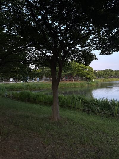 The image depicts a park scene with a lake and trees. In the foreground, a large tree trunk is visible on the right side, with grass covering the ground. A wooden fence runs along the edge of the grass, separating it from a dense patch of tall reeds or grasses. The reeds border a body of water that reflects the sky.

Beyond the water, there is a walkway with several people visible. They appear to be walking or exercising, with some using outdoor fitness equipment. A covered structure, possibly a pavilion or rest area, is situated among trees on the far bank of the lake, further back from the walkway. The background is filled with more trees, suggesting a well-maintained park area. The sky is overcast, with a hint of blue peeking through. The overall impression is of a peaceful, daytime scene in a public park. The presence of fitness equipment and a pavilion suggests this could be a recreational area. Given the prompt specifies the city of Ansan, South Korea, this scene is likely located within one of its parks, possibly near a lake or reservoir.
