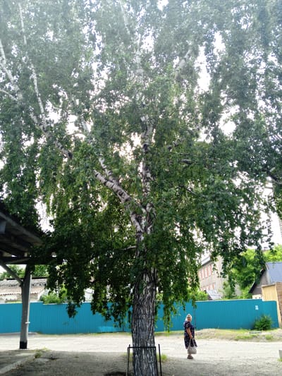 A lone elderly woman stands in a dirt courtyard, her back to the camera. She is wearing a dark, floral-patterned dress and carrying a beige handbag. To her left, a large birch tree dominates the frame with its distinctive white bark and green foliage. Behind the woman and the tree, a bright turquoise corrugated metal fence stretches across the background. Beyond the fence, several buildings are visible, including a multi-story brick structure with rows of windows and a smaller, wooden building. The sky above is overcast, with bright light filtering through the leaves of the birch tree. The scene appears to be in a residential area of Pavlovsk, Russia, possibly in the summer based on the lush greenery.