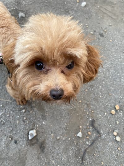 A close-up, eye-level shot captures a small, tan-colored dog with curly fur, looking directly at the camera. The dog's fur is light brown on its head and body, with darker brown ears. Its eyes are dark and glossy, reflecting light, and its nose is black. The dog is wearing a pink and black collar. The background consists of a grey, gravelly surface with scattered small stones and debris, suggestive of an outdoor environment. The lighting is natural and appears to be daytime. The specific location within Mais'ke, Ukraine, is not determinable from the visual information provided.