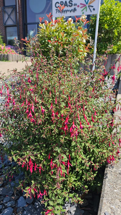 A close-up shot focuses on a flowering bush with numerous pendulous, fuchsia-colored blossoms. The bush is lush and green, with thin stems supporting the delicate flowers. In the background, a building with large windows is visible, bearing signage that reads "CPAS de Philippeville." This suggests the location is a public service building in the town of Philippeville, Belgium. The ground around the bush is covered with gray gravel. The scene is illuminated by bright sunlight, creating distinct shadows.
