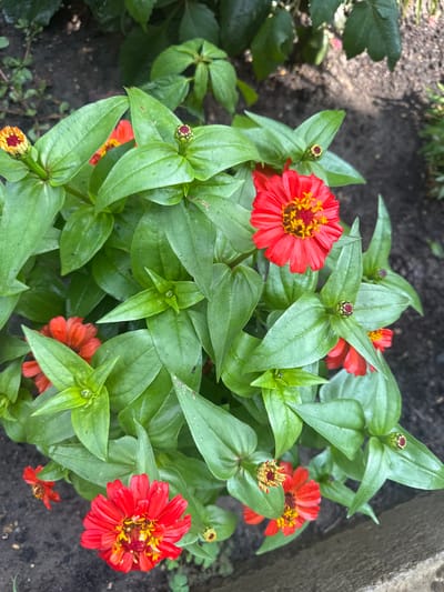 The image shows a close-up, high-angle view of a patch of red zinnias with green foliage. The flowers are vibrant red with yellow centers and some appear to be in bud stage. The leaves are lush and green, some appearing slightly wet. The background consists of dark soil and hints of other greenery. The scene is outdoors in what appears to be a garden or natural setting. There are no people or animals visible. The context suggests this might be a location in the city of Razdolnoye, Russia, but this cannot be visually confirmed from the image alone.