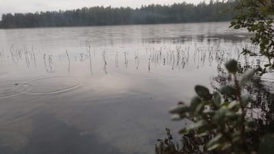 The image depicts a serene natural scene at a lake in Tarasovskoe, Russia. The foreground is dominated by the dark, reflective water, with several out-of-focus green leaves and branches of a plant in the lower right corner. The middle ground features the still surface of the lake, broken by the ripples of raindrops. Thin, dark reeds or grass stalks emerge from the water, casting faint reflections. In the distance, a dense forest forms a dark, unbroken line along the horizon. A light mist or fog hangs low over the water, softening the outline of the trees and creating a hazy atmosphere. The sky above is overcast with a pale, diffused light. There are no people visible in the image.