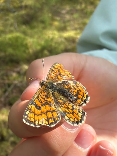 A small butterfly with orange and black patterned wings rests on a person's fingers. The butterfly's antennae are visible, as are the delicate hairs on its body and wing edges. The background is blurred, showing a natural outdoor environment with green vegetation. The image appears to have been taken in the city of Mucenieki, Latvia.