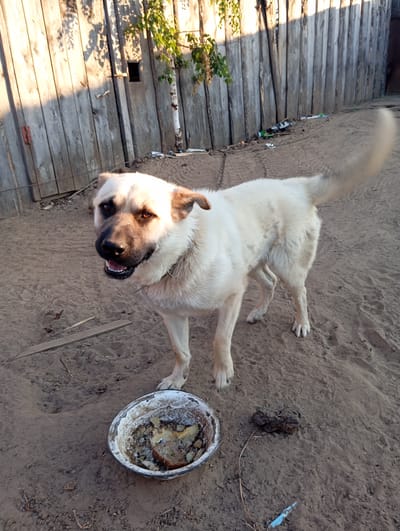 In Novodesyatnikovo, Russia, a medium-sized, light-colored dog stands on a dirt path in front of a weathered wooden fence. The dog is facing the camera with its mouth slightly open, appearing alert. To the left of the dog, a shallow, worn metal bowl contains remnants of food, including bread and what appears to be scraps. The environment is rural, with dried leaves and debris scattered on the ground. The sun casts long shadows from the fence and a nearby tree. The fence is made of vertical wooden planks, some of which are weathered and showing signs of age. In the background, beyond the fence, is a glimpse of more rustic structures. The overall scene depicts an outdoor setting in a rural Russian village.