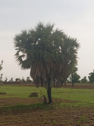 This media file shows a palm tree in a rural setting in Rumnde Kila, Nigeria. The palm tree is the central subject, with its fronds reaching towards a pale, overcast sky. The ground in the foreground is tilled earth, with some patches of green grass emerging. Behind the palm tree, a field of green grass is visible, and further in the distance, a village with thatched-roof huts and other structures can be seen. The overall impression is one of a tranquil, agricultural landscape.

The time of day appears to be daytime, given the ambient light, but the overcast sky suggests it might be cloudy or possibly early morning or late afternoon. There are no people visible in the image, and no specific activity or event is taking place. The presence of tilled fields and the village in the background indicate a community that is likely engaged in farming and rural life.

Notable details include the texture of the palm tree's trunk and fronds, the contrast between the brown, tilled soil and the green grass, and the silhouette of the village against the sky. The location cues, such as the style of the huts and the vegetation, are consistent with a rural Nigerian environment. There is no visible text in the image.