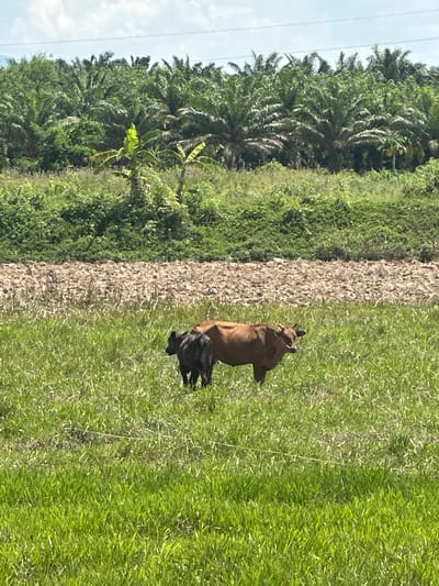 Two cows are grazing in a grassy field. The larger cow is brown, and the smaller cow is black. They are in the foreground, with a dry, brown field behind them. Further back, there is a lush green area with palm trees and banana trees. The sky is partly cloudy. The image appears to be taken in a rural or agricultural area, possibly in Tambon Phraek Ha, Thailand, given the vegetation.