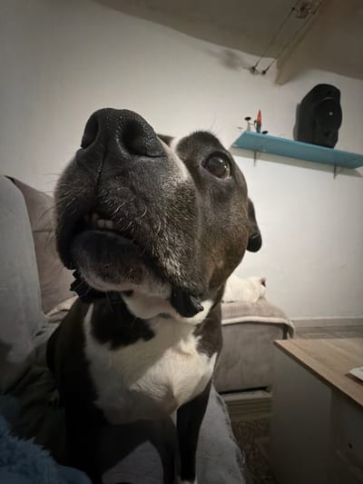 The image is a close-up, distorted view of a dog's face, likely taken from a low angle. The dog has dark and white fur. The dog's nose and mouth are very close to the camera, and some teeth are visible.
In the background, a wall can be seen with some objects mounted on it: a black hat or object, and what appears to be a small airplane model attached to a blue shelf-like structure. A white cat is partially visible behind the dog. The dog is lying on a grey soft surface, possibly a bed or couch, covered with blue blanket.
The location is not discernible based on the visual information. The description must ignore the requested location.